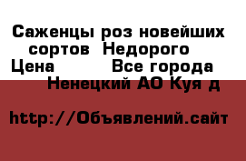 Саженцы роз новейших сортов. Недорого. › Цена ­ 350 - Все города  »    . Ненецкий АО,Куя д.